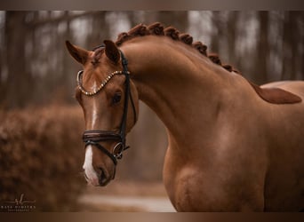 Oldenburg, Gelding, 5 years, 16,2 hh, Chestnut-Red