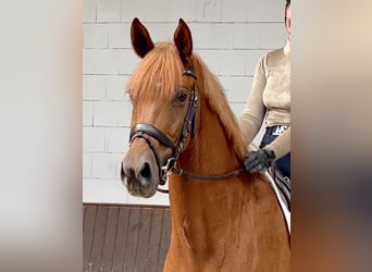 Oldenburg, Gelding, 5 years, 16,2 hh, Chestnut-Red