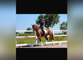 Oldenburg, Gelding, 5 years, 16,2 hh, Chestnut-Red