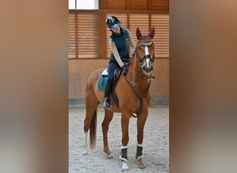 Oldenburg, Gelding, 5 years, 16.2 hh, Chestnut