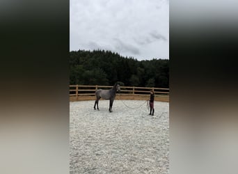 Oldenburg, Gelding, 5 years, 16,2 hh, Gray