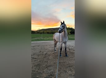 Oldenburg, Gelding, 5 years, 16,2 hh