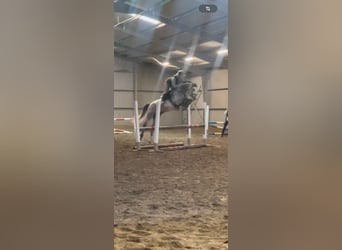 Oldenburg, Gelding, 5 years, 16,2 hh