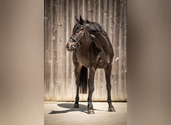 Oldenburg, Gelding, 5 years, 16.2 hh, Smoky-Black