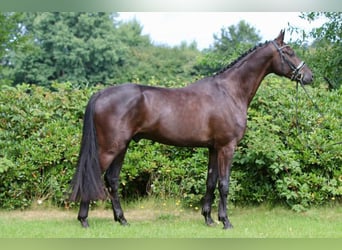 Oldenburg, Gelding, 5 years, 16.3 hh, Black