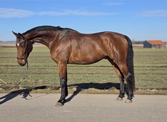 Oldenburg, Gelding, 5 years, 16.3 hh, Brown