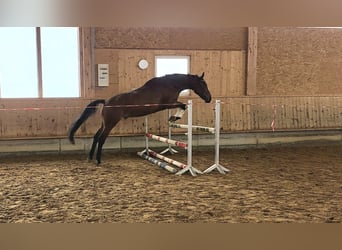Oldenburg, Gelding, 5 years, 16.3 hh, Brown