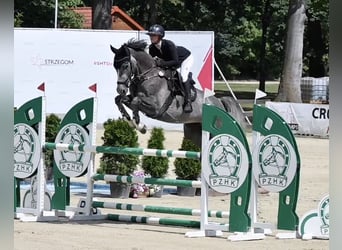 Oldenburg, Gelding, 5 years, 16.3 hh, Grey-Dapple