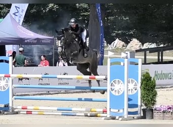 Oldenburg, Gelding, 5 years, 16.3 hh, Grey-Dapple