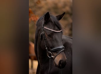 Oldenburg, Gelding, 5 years, 16 hh, Bay-Dark