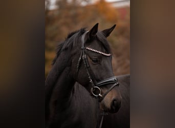 Oldenburg, Gelding, 5 years, 16 hh, Bay-Dark