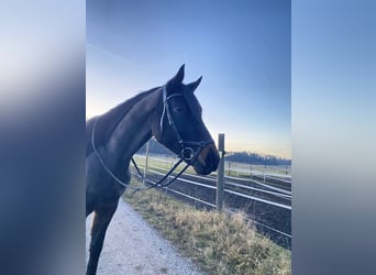 Oldenburg, Gelding, 5 years, 16 hh, Bay-Dark