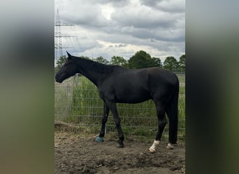 Oldenburg, Gelding, 5 years, 16 hh, Black