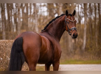 Oldenburg, Gelding, 5 years, 16 hh, Brown