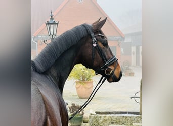 Oldenburg, Gelding, 5 years, 16 hh, Brown