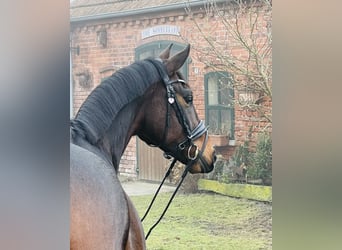 Oldenburg, Gelding, 5 years, 16 hh, Brown