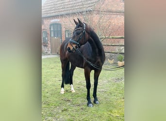 Oldenburg, Gelding, 5 years, 16 hh, Brown