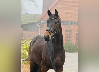 Oldenburg, Gelding, 5 years, 16 hh, Brown