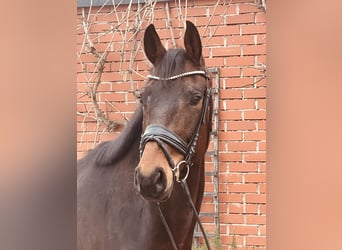 Oldenburg, Gelding, 5 years, 16 hh, Brown