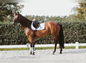 Oldenburg, Gelding, 5 years, 16 hh, Brown