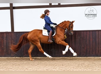 Oldenburg, Gelding, 5 years, 16 hh, Chestnut-Red