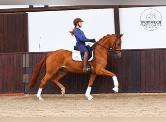 Oldenburg, Gelding, 5 years, 16 hh, Chestnut-Red