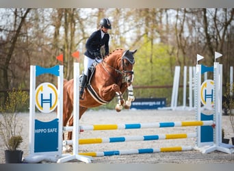 Oldenburg, Gelding, 5 years, 16 hh, Chestnut-Red