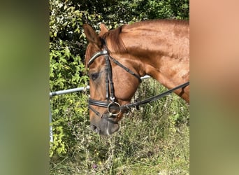 Oldenburg, Gelding, 5 years, 16 hh, Chestnut-Red