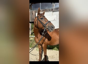 Oldenburg, Gelding, 5 years, 16 hh, Chestnut-Red