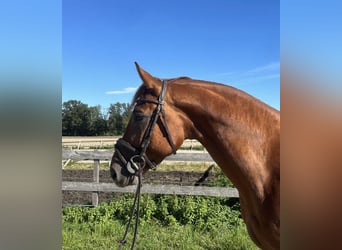 Oldenburg, Gelding, 5 years, 16 hh, Chestnut-Red