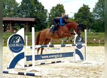Oldenburg, Gelding, 5 years, 16 hh, Chestnut