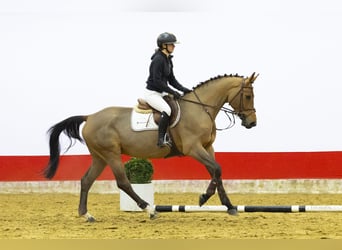 Oldenburg, Gelding, 5 years, 16 hh