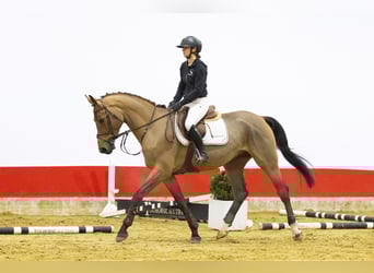 Oldenburg, Gelding, 5 years, 16 hh