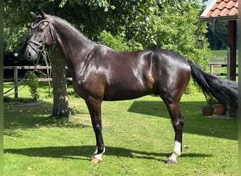 Oldenburg, Gelding, 5 years, 16 hh, Smoky-Black