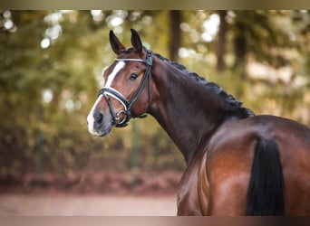Oldenburg, Gelding, 5 years, 16,1 hh, Bay-Dark