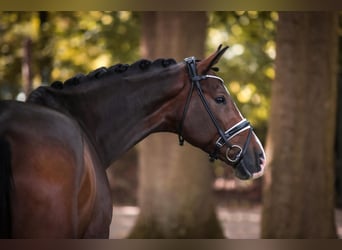 Oldenburg, Gelding, 5 years, 16,1 hh, Bay-Dark