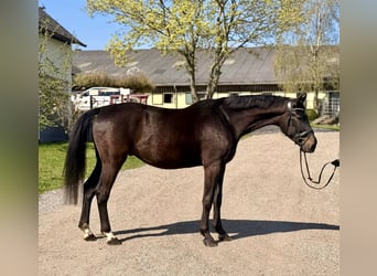 Oldenburg, Gelding, 5 years, 16,1 hh, Bay-Dark