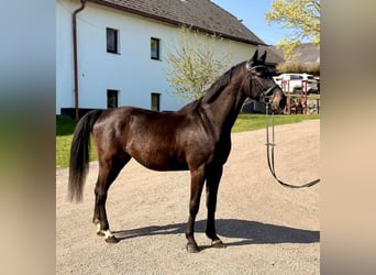 Oldenburg, Gelding, 5 years, 16,1 hh, Bay-Dark