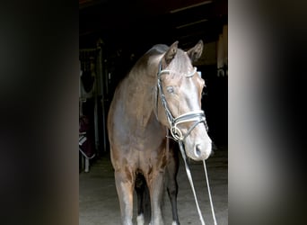 Oldenburg, Gelding, 5 years, 16,1 hh, Black