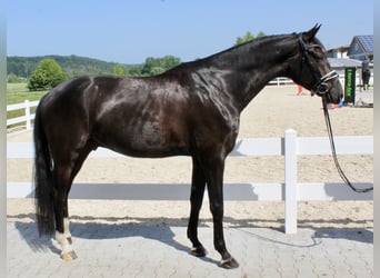 Oldenburg, Gelding, 5 years, 16,1 hh, Black