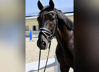 Oldenburg, Gelding, 5 years, 16,1 hh, Black