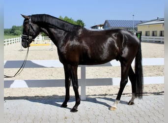 Oldenburg, Gelding, 5 years, 16,1 hh, Black