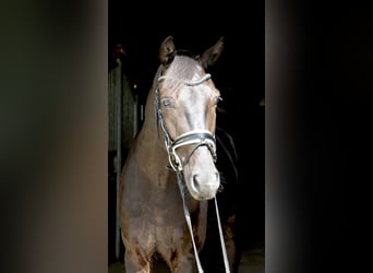 Oldenburg, Gelding, 5 years, 16,1 hh, Black