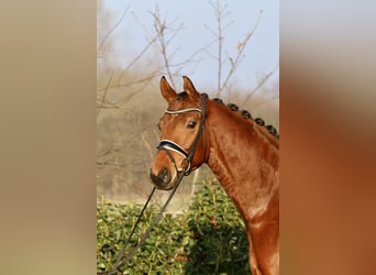 Oldenburg, Gelding, 5 years, 16,1 hh, Brown