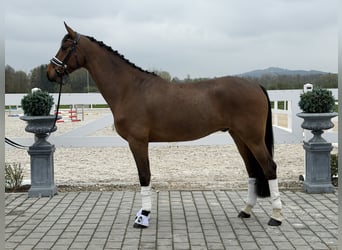 Oldenburg, Gelding, 5 years, 16,1 hh, Brown