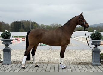 Oldenburg, Gelding, 5 years, 16,1 hh, Brown