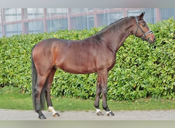 Oldenburg, Gelding, 5 years, 16,1 hh, Brown