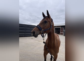 Oldenburg, Gelding, 5 years, 16,1 hh, Brown