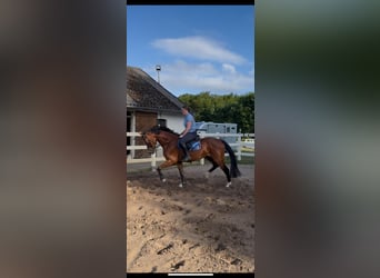 Oldenburg, Gelding, 5 years, 16,1 hh, Brown