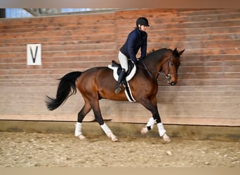 Oldenburg, Gelding, 5 years, 16,1 hh, Brown